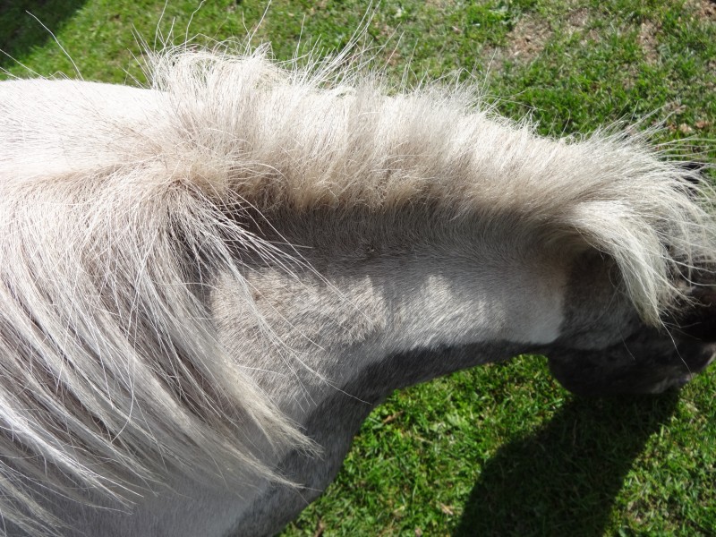 Zomereczeem bij paarden foto1